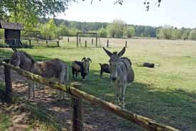 Haustierpark Liebenthal