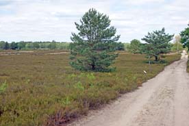 Kyritz-Ruppiner Heide