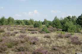 Schönower Heide