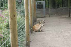 Tierpark Finsterwalde