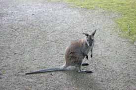 Tierpark Finsterwalde