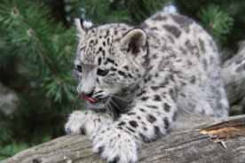 Felidae Wildkatzen- und Artenschutzzentrum Barnim