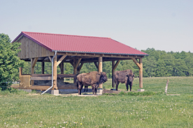 Wildpark Schorfheide