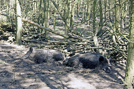 Wildpark Schorfheide